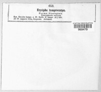 Phyllactinia fraxini image